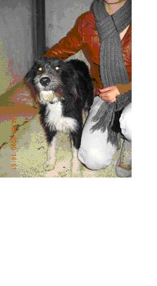 38 -	 WINKIE chienne griffon 15 kg noire-blanche TROUVÉE dpt 26 en FA Chienn11