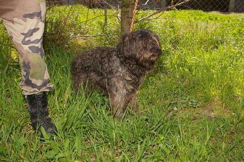 12 chiens programmés à l'eutha (34) Mini-c19