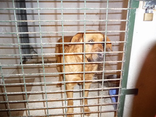 URGENT eutha prévu le 15/03 labrador fauve de 3 ans dpt 26 Mini-p36