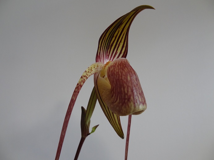 Paphiopedilum adductum Adduct13