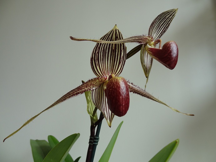 Paphiopedilum rothschildianum Roths_10