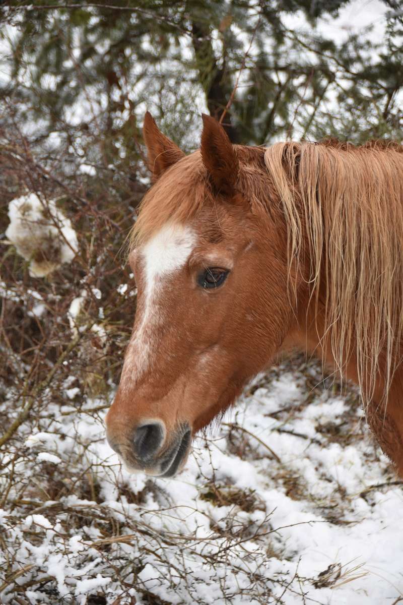  CÂLINE - Poney née en 1990 - adoptée en novembre 2019 par Jordane Dsc_0111