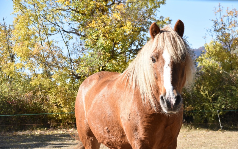 CARAMEL (dit GUSs) - ONC Poney né en 1991 - adopté en novembre 2019 par Jordane  Dsc_0522