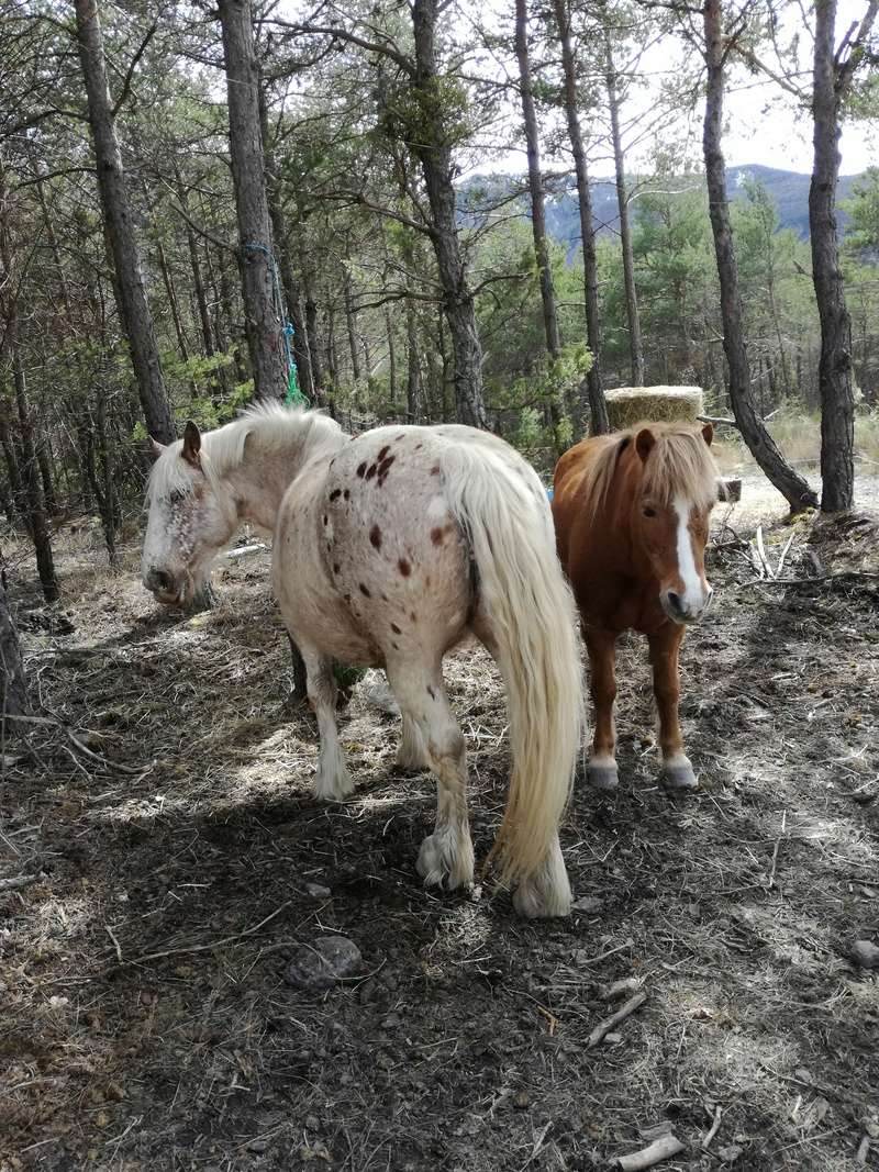 CARAMEL (dit GUSs) - ONC Poney né en 1991 - adopté en novembre 2019 par Jordane  Img_2021