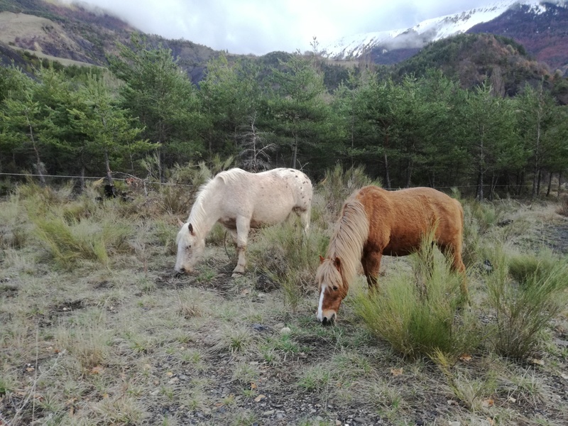 CARAMEL (dit GUSs) - ONC Poney né en 1991 - adopté en novembre 2019 par Jordane  Img_2022