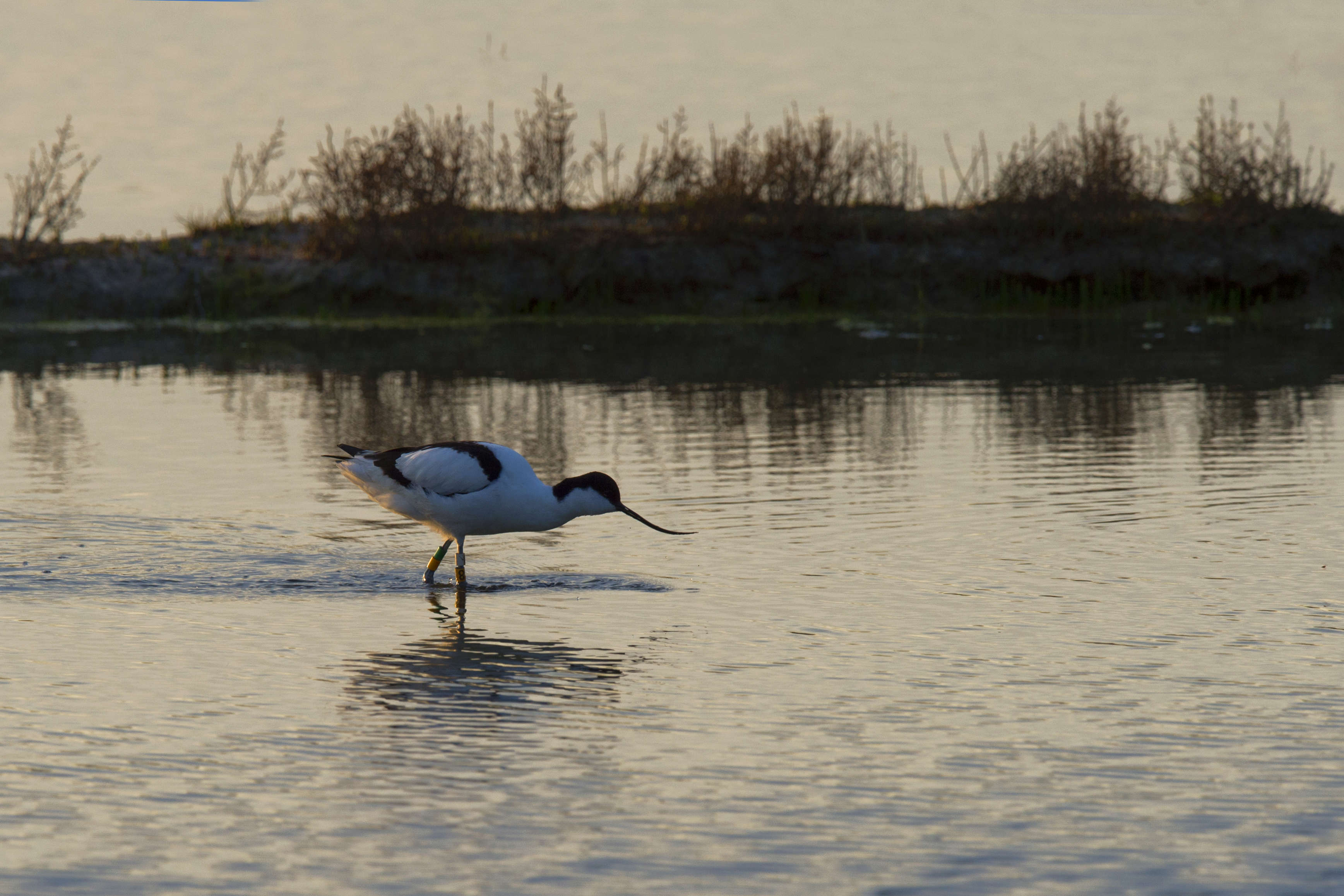 Echasse blanche Fp2_8912