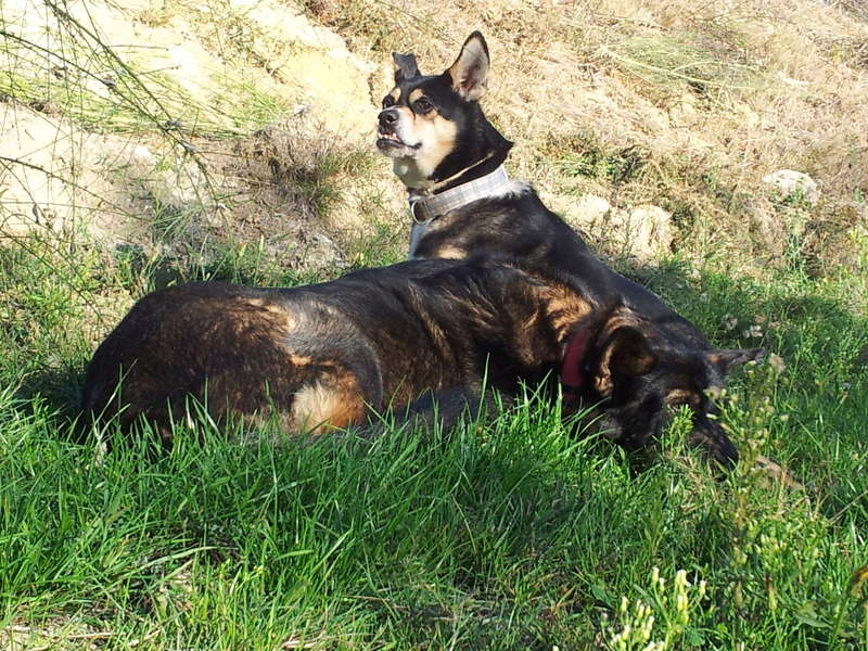 Que pensais de los perros? - Página 3 2013-110