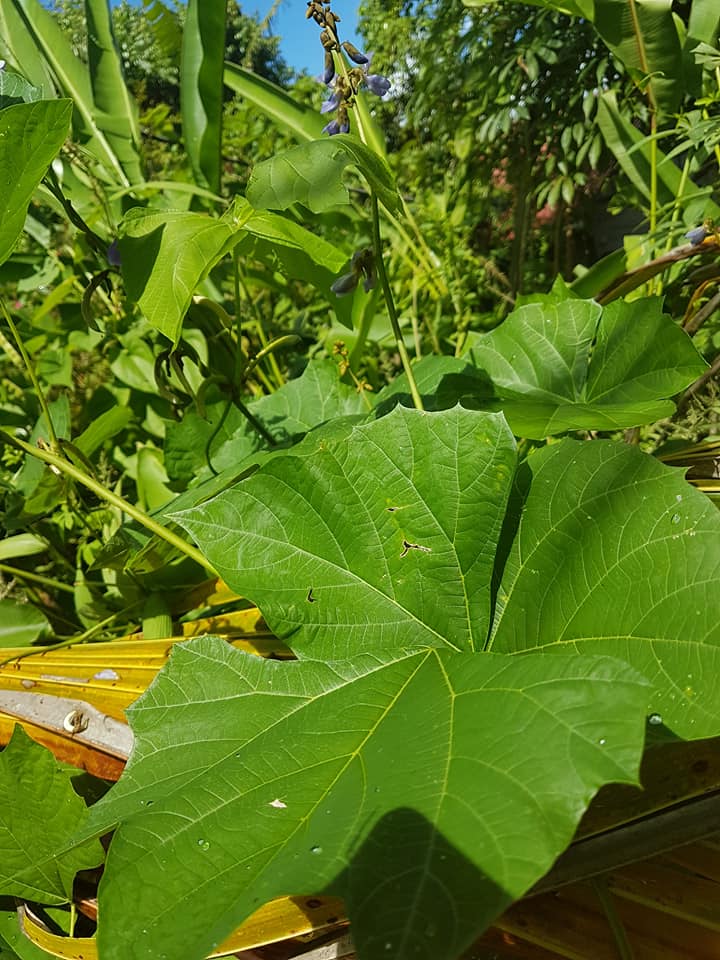 Fabaceae ? [identification non terminée] 23231610