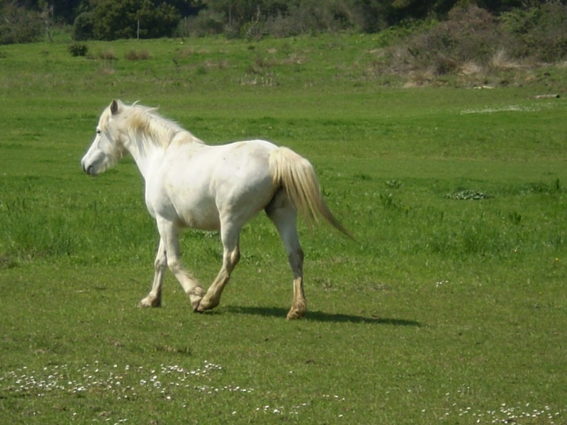 il était une fois au pays de crin blanc P3130417