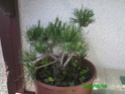Pinus Mugo Img_0125