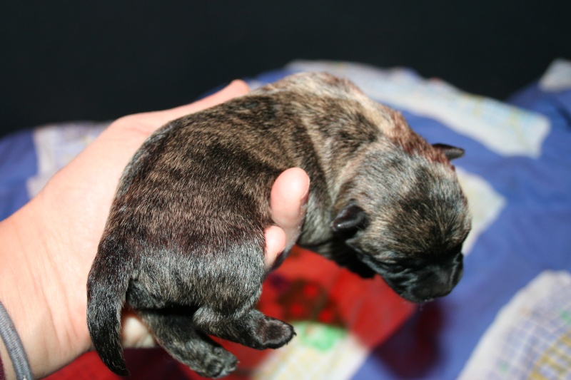 Bientôt des bébés cairn terrier Img_6311