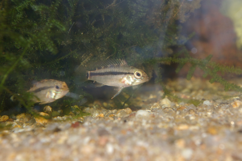 Une rareté APISTOGRAMMA GOSSEI Marais de Kaw GUYANE Imgp1612