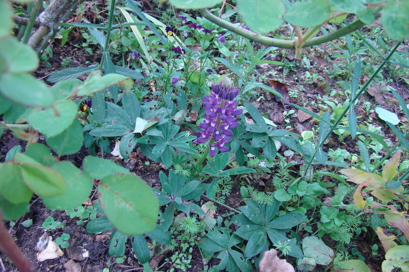 Le jardin se réveille  - Page 4 Dsc01110