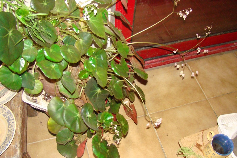 bégonia nénuphar - Begonia 'erythrophylla' Dsc01229