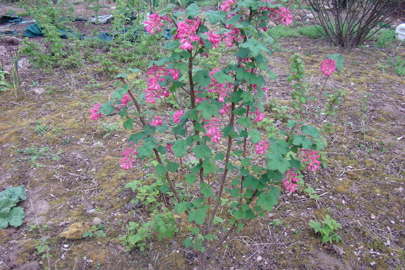 Le jardin se réveille  - Page 5 Dsc01251