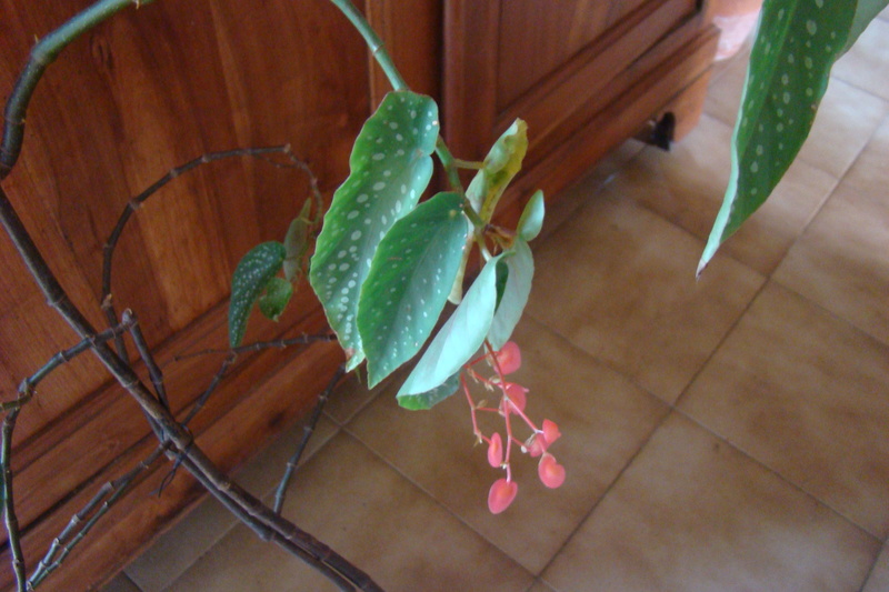 bouture de begonia Dsc01410