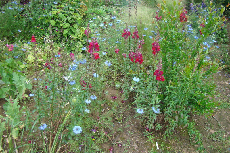 Le jardin se réveille  - Page 8 Dsc01644