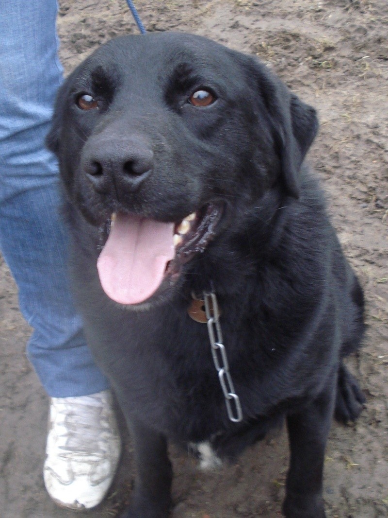 59 - Tyson, mâle, xlabrador, 2ans, LPA Lille Tyson_10