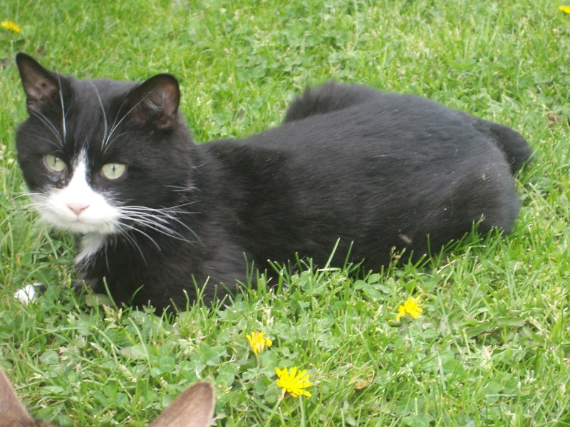 Je vous prsente ma famille de poilus 26-04-14