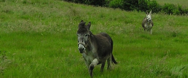 Dar un hogar a unos burros - ¿cómo funciona? Donkey12