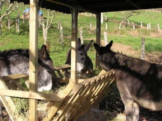 Dar un hogar a unos burros - ¿cómo funciona? Donks_10