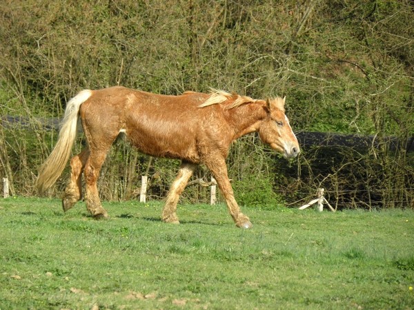 Rêveuse, mascotte parrainée par Elodie et un ange P4020045