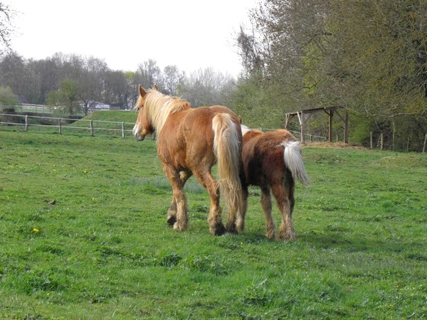 Rêveuse, mascotte parrainée par Elodie et un ange P4020130