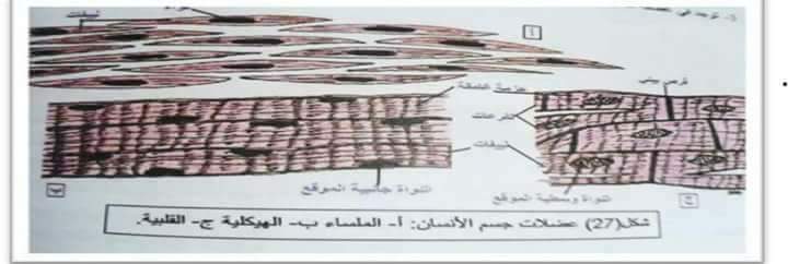 رسومات الأحياء المرشحة للثالث المتوسط 2018 1312