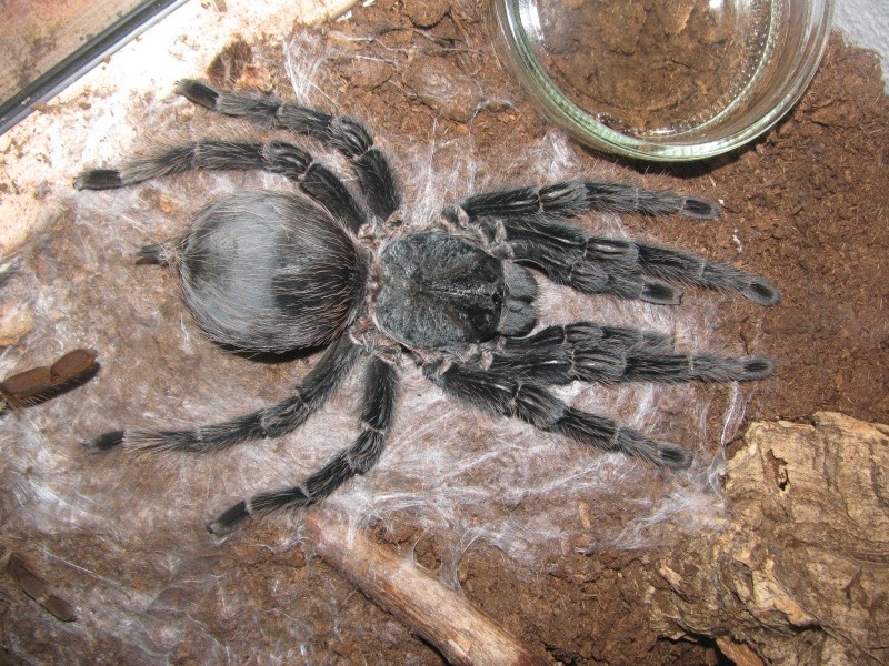 Mue de ma Lasiodora parahybana 04112