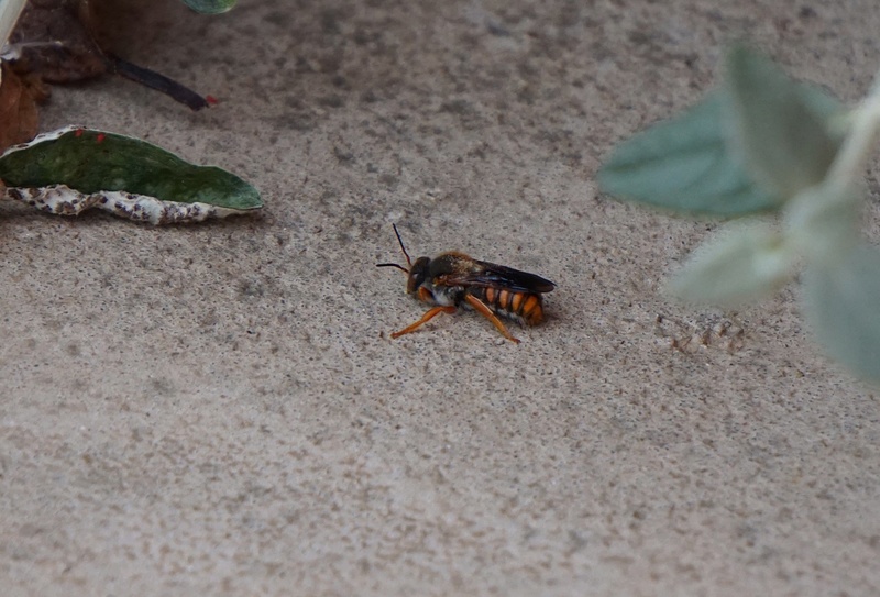 Deux "abeilles" non identifées Abeill15