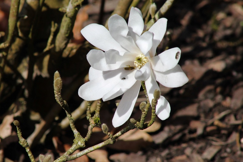 Thème du mois d'avril 2018 :  Passion, fleur ... fleurie !  Img_7110