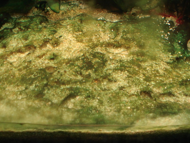 Problème d'algues (cyanobactéries?) Dsc03612