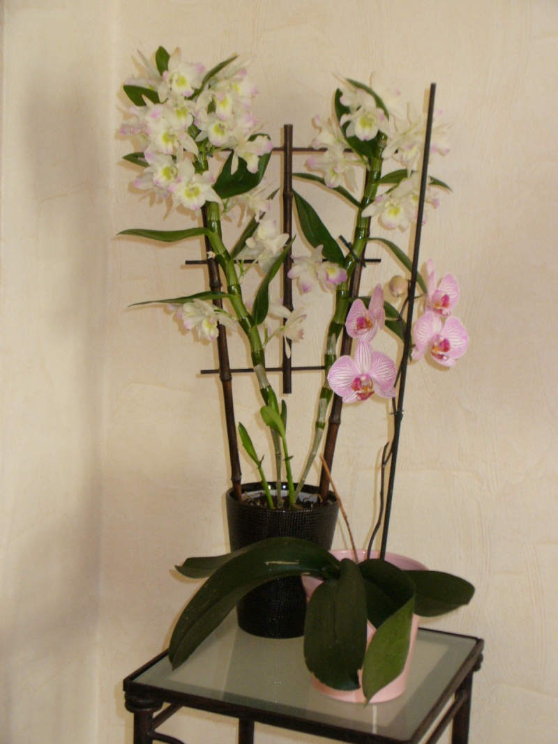 POUR LES AMOUREUX DES ORCHIDEES--- - Page 3 Orchid12