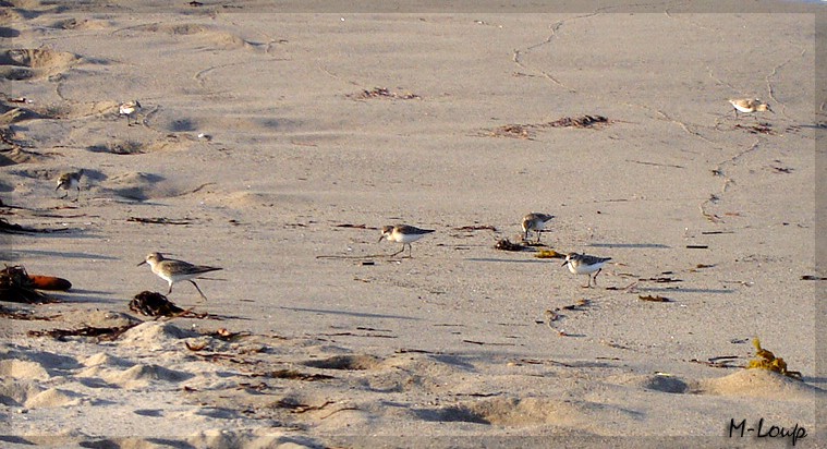 Pour ceux qui aiment tous les oiseaux! Plage-13