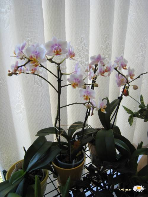 POUR LES AMOUREUX DES ORCHIDEES--- - Page 6 Img_3615