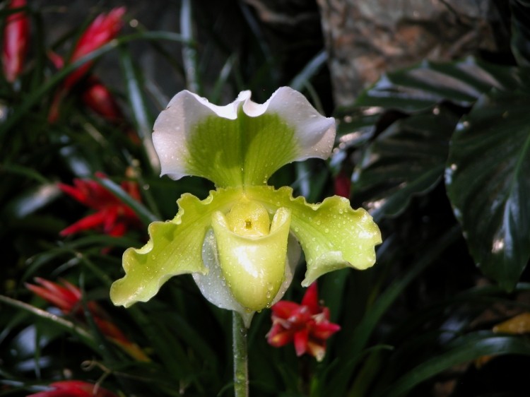 POUR LES AMOUREUX DES ORCHIDEES--- - Page 3 Orchid11