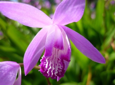 SPECIAL MELI-MELO de FLEURS pour AUBEPINE - Page 15 Orchid20