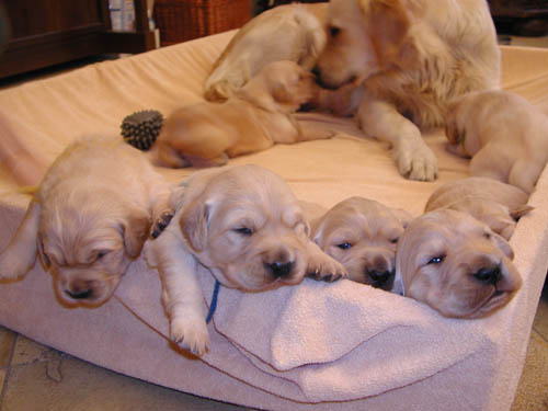 GOLDEN RETRIEVER PARA DAR - VÃO SER ABATIDOS Pic22110