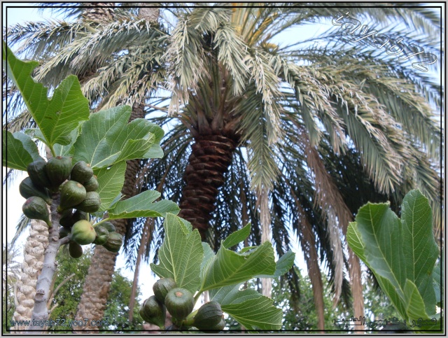 صور من ربوع الجزائر 1616