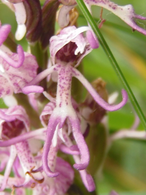 Les Orchidées sauvages P5130014