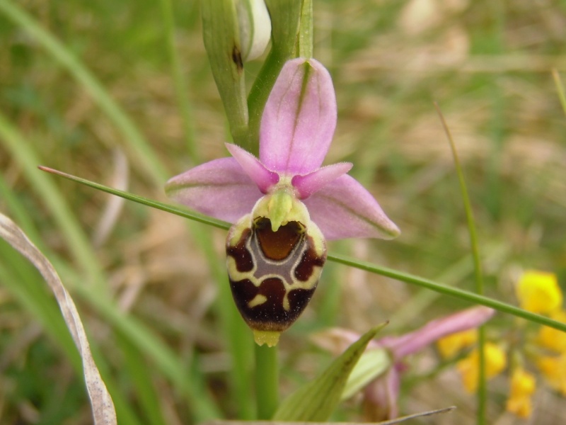 Les Orchidées sauvages P5130016