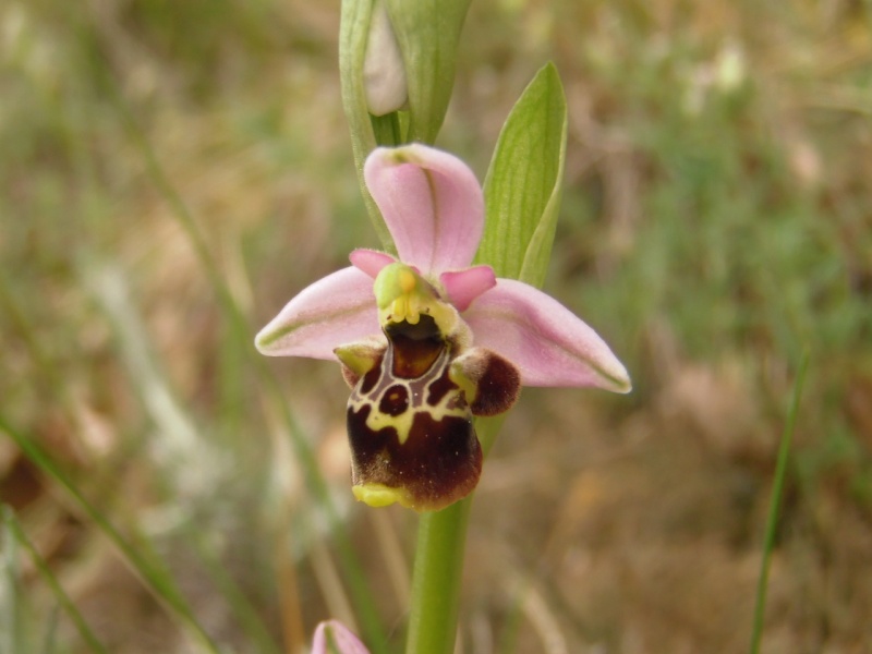 Les Orchides sauvages P5130017