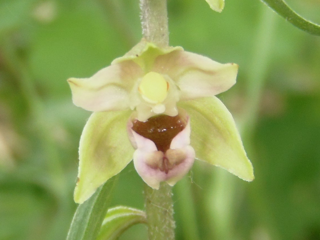 Les Orchidées sauvages P5230114