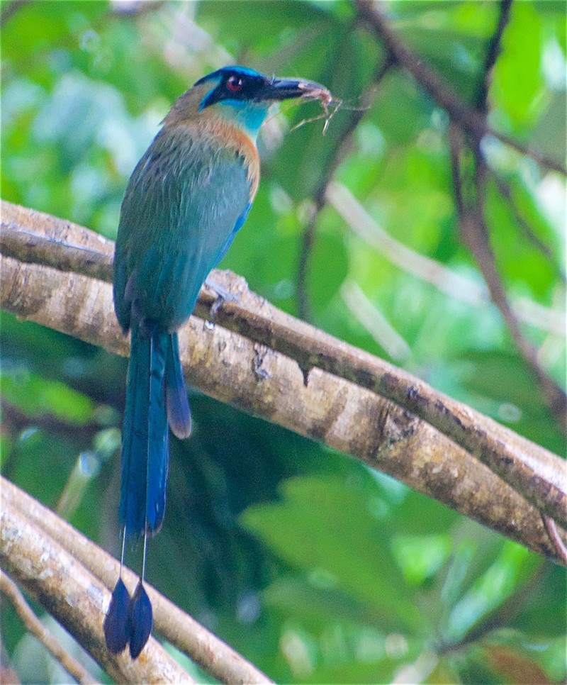Motmot à tête bleue (Costa Rica) Blue-c10