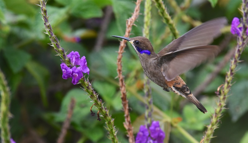 Colibri de Delphine (Costa Rica) Brown_11