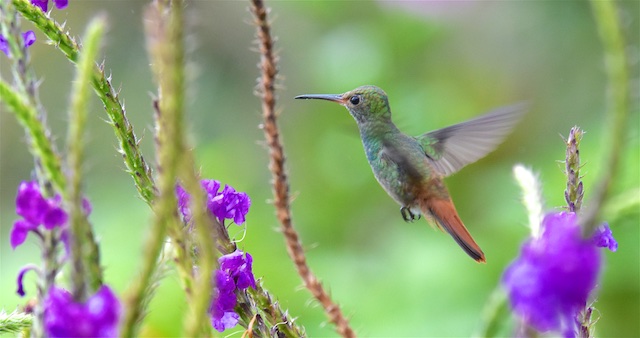 Quelques beautés minuscules du Costa Rica Rufous10