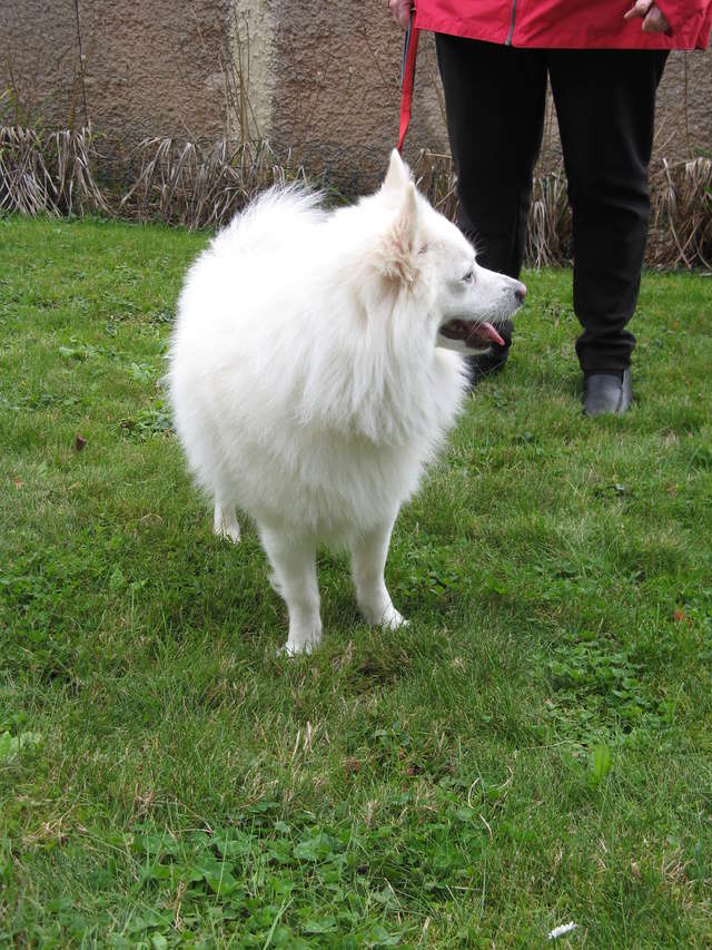 GOUPIL, croisé spitz, 5 ans - M 2017-116