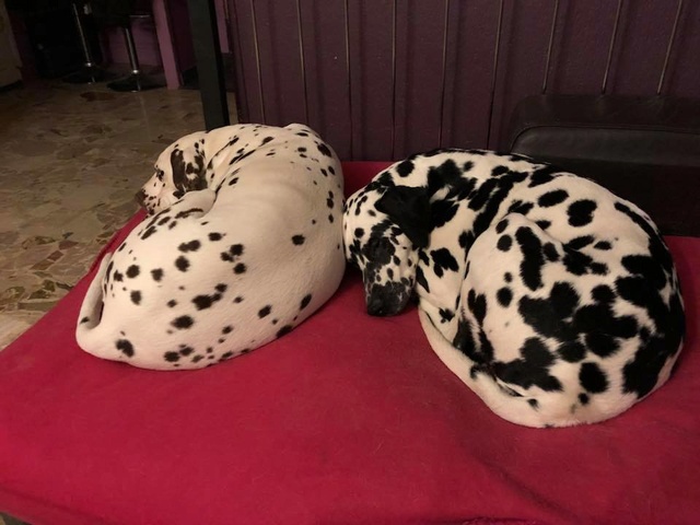 JERRY, type dalmatien 3 ans - M 2018-022