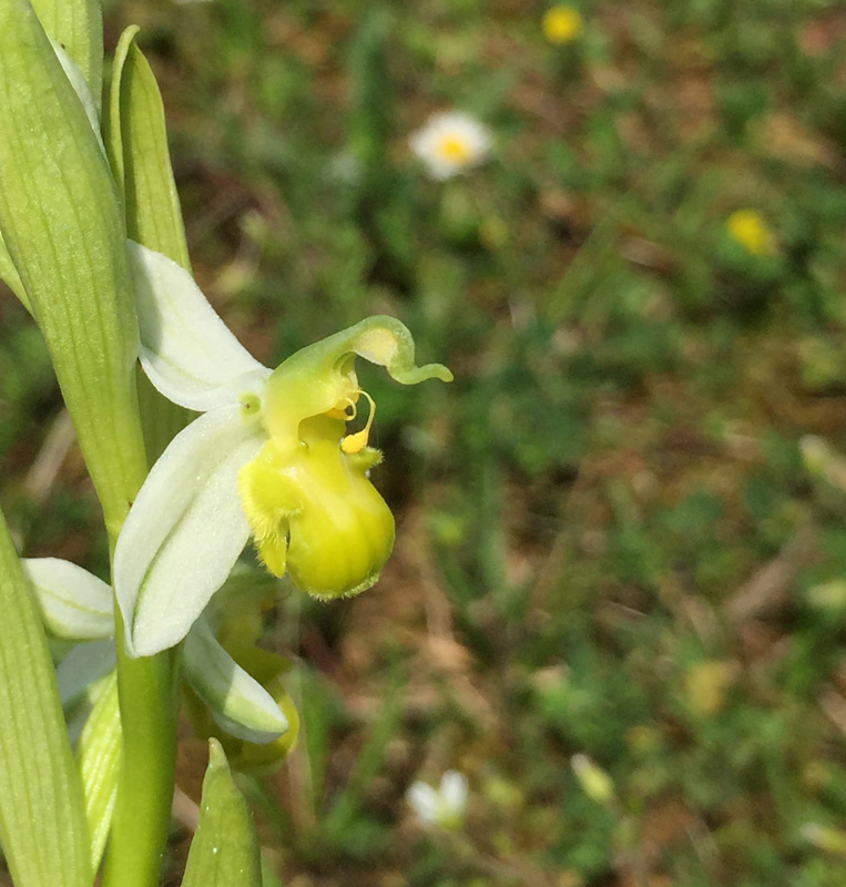Ophrys apifera f. chlorantha Img_5310