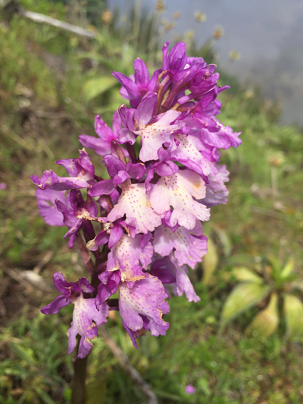 Madère - 10-17 mai 2018 Orchis13